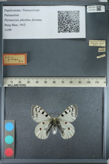 Media type: image;   Entomology 174283